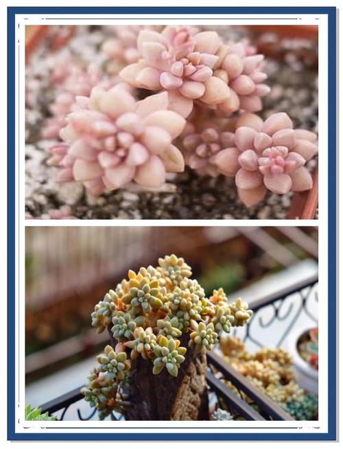 姬秋丽和姬胧月的关系，姬秋丽介绍-第4张图片-优品飞百科