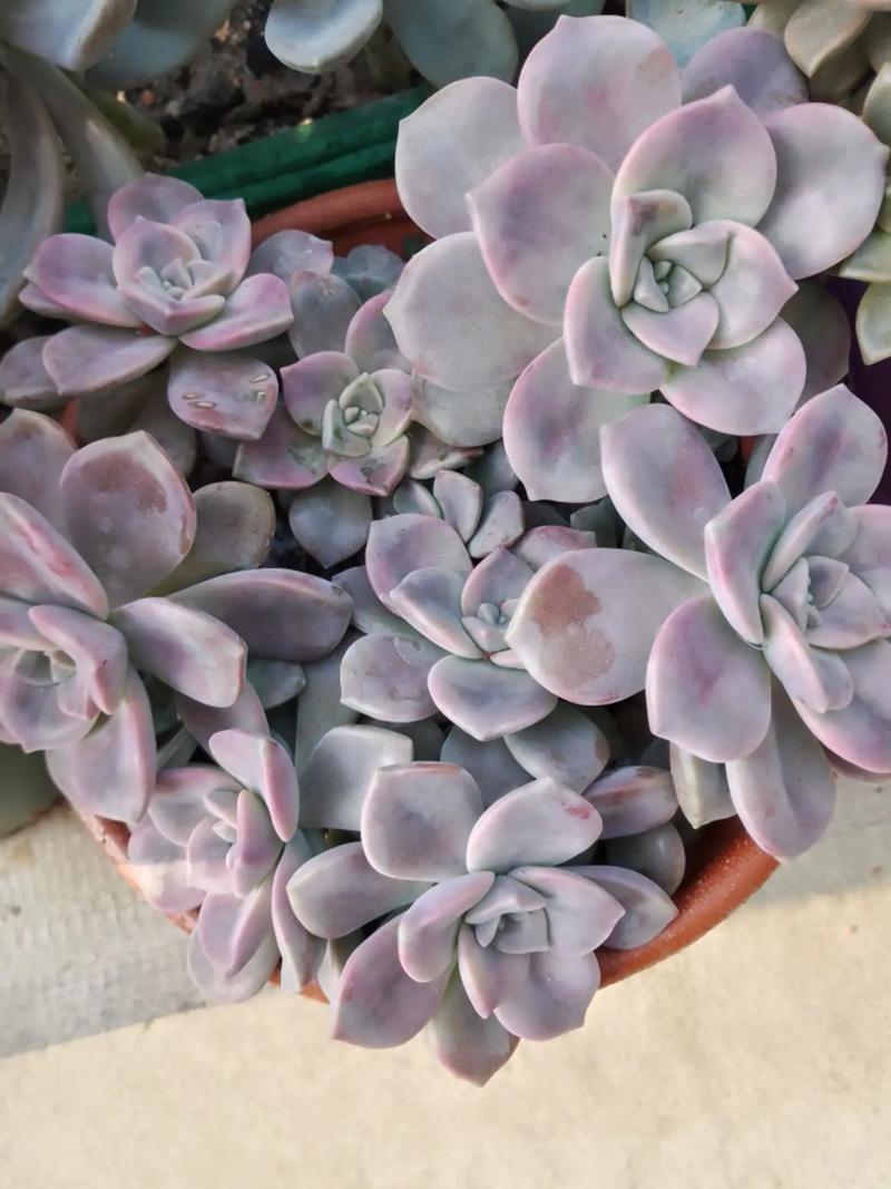 姬秋丽和姬胧月的关系，姬秋丽介绍-第6张图片-优品飞百科