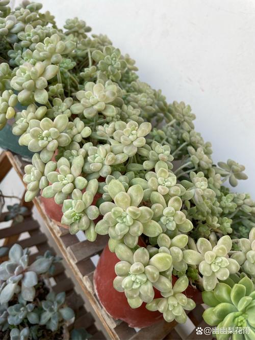 姬秋丽和姬胧月的关系，姬秋丽介绍-第7张图片-优品飞百科