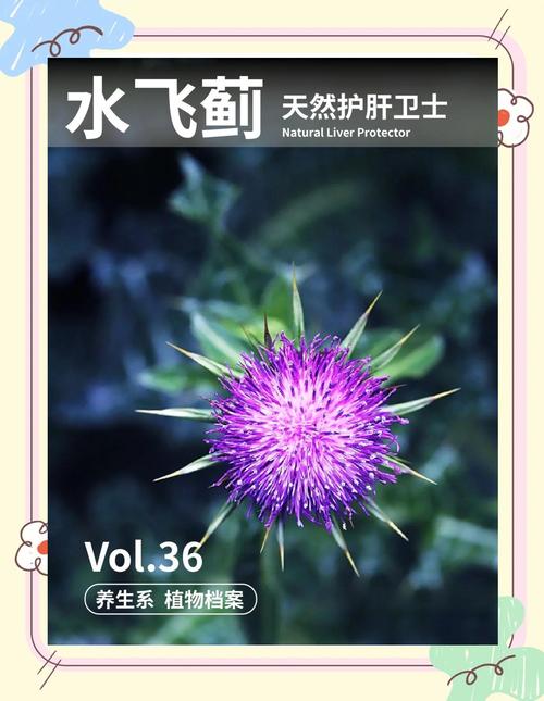 水飞蓟的养殖方法和注意事项，水飞蓟图片和功效？-第3张图片-优品飞百科