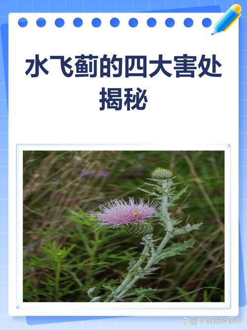 水飞蓟的养殖方法和注意事项，水飞蓟图片和功效？-第4张图片-优品飞百科