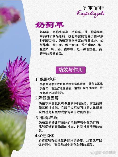 水飞蓟的养殖方法和注意事项，水飞蓟图片和功效？-第5张图片-优品飞百科