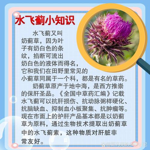 水飞蓟的养殖方法和注意事项，水飞蓟图片和功效？-第7张图片-优品飞百科