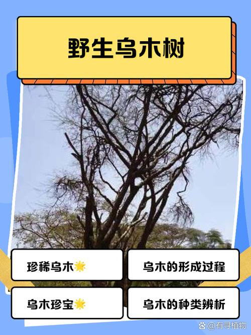 乌海适合养什么花，市花和市树是什么？乌海适合居住吗？-第1张图片-优品飞百科