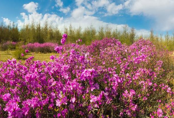 乌海适合养什么花，市花和市树是什么？乌海适合居住吗？-第2张图片-优品飞百科