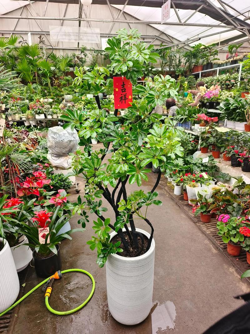 乌海适合养什么花，市花和市树是什么？乌海适合居住吗？-第3张图片-优品飞百科