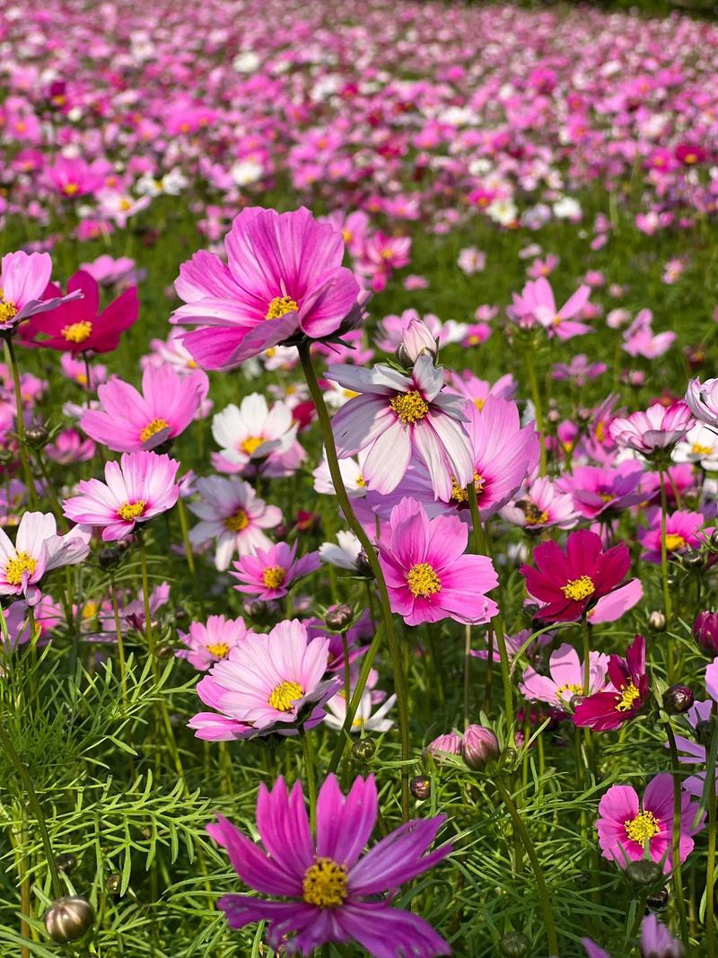 乌海适合养什么花，市花和市树是什么？乌海适合居住吗？-第4张图片-优品飞百科