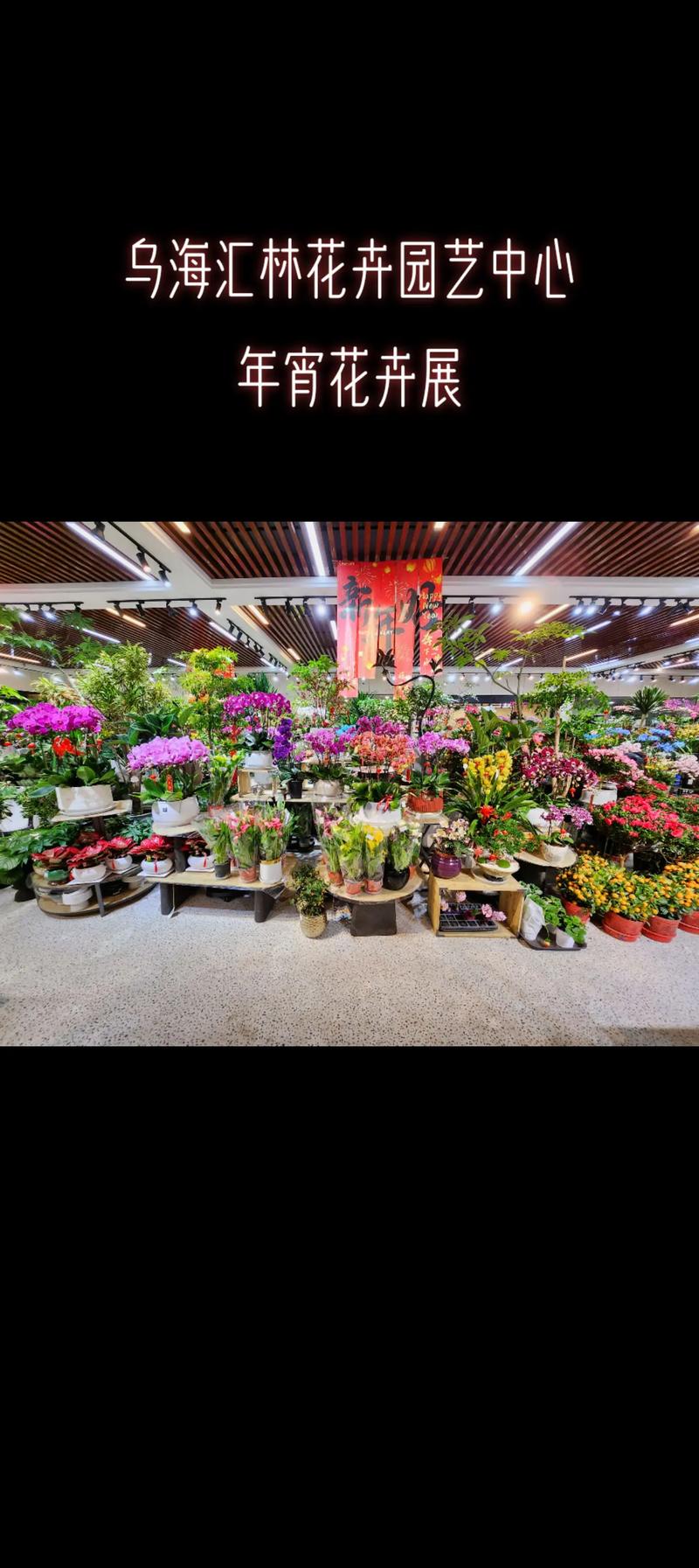 乌海适合养什么花，市花和市树是什么？乌海适合居住吗？-第6张图片-优品飞百科