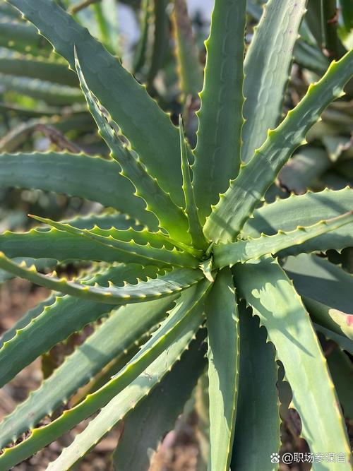 新鲜芦荟对烫伤有用吗，新鲜芦荟怎样祛痘？新鲜芦荟对治疗烫伤有用吗？-第1张图片-优品飞百科