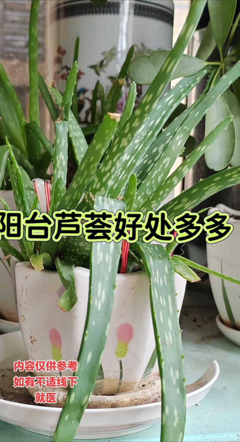 新鲜芦荟对烫伤有用吗，新鲜芦荟怎样祛痘？新鲜芦荟对治疗烫伤有用吗？-第2张图片-优品飞百科