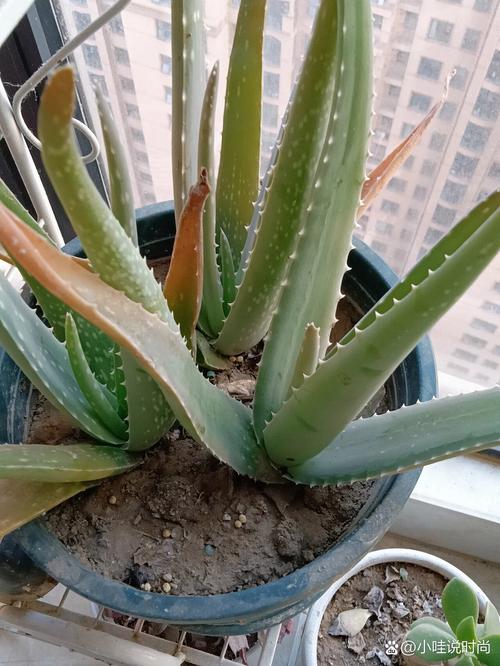 新鲜芦荟对烫伤有用吗，新鲜芦荟怎样祛痘？新鲜芦荟对治疗烫伤有用吗？-第6张图片-优品飞百科