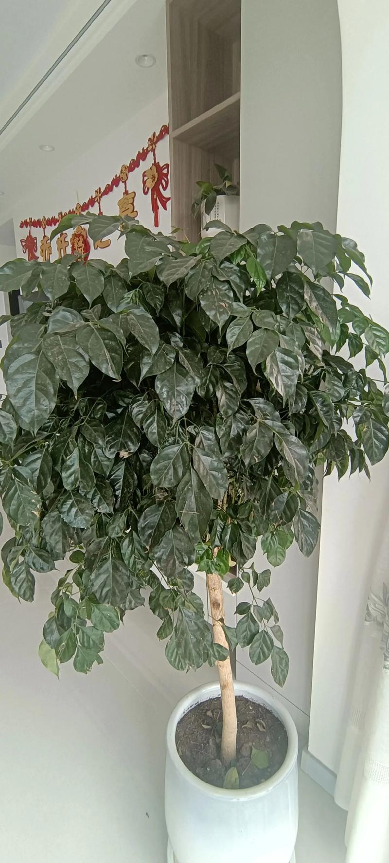 幸福树会开花吗，开花有什么预兆，幸福树开花吗幸福树开花什么预兆呢?-第1张图片-优品飞百科