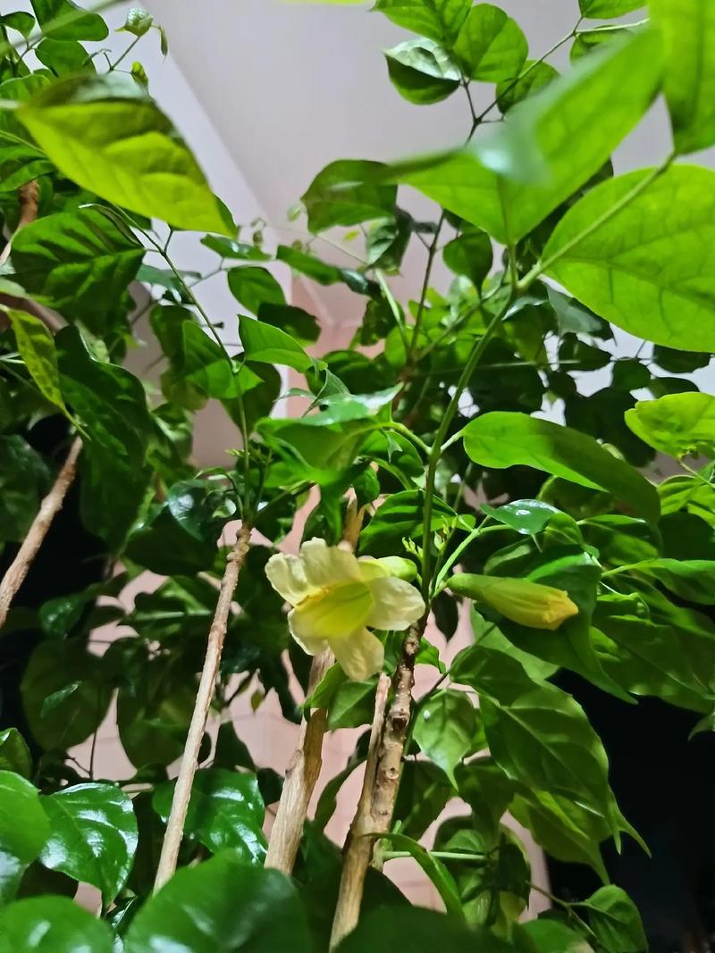 幸福树会开花吗，开花有什么预兆，幸福树开花吗幸福树开花什么预兆呢?-第2张图片-优品飞百科