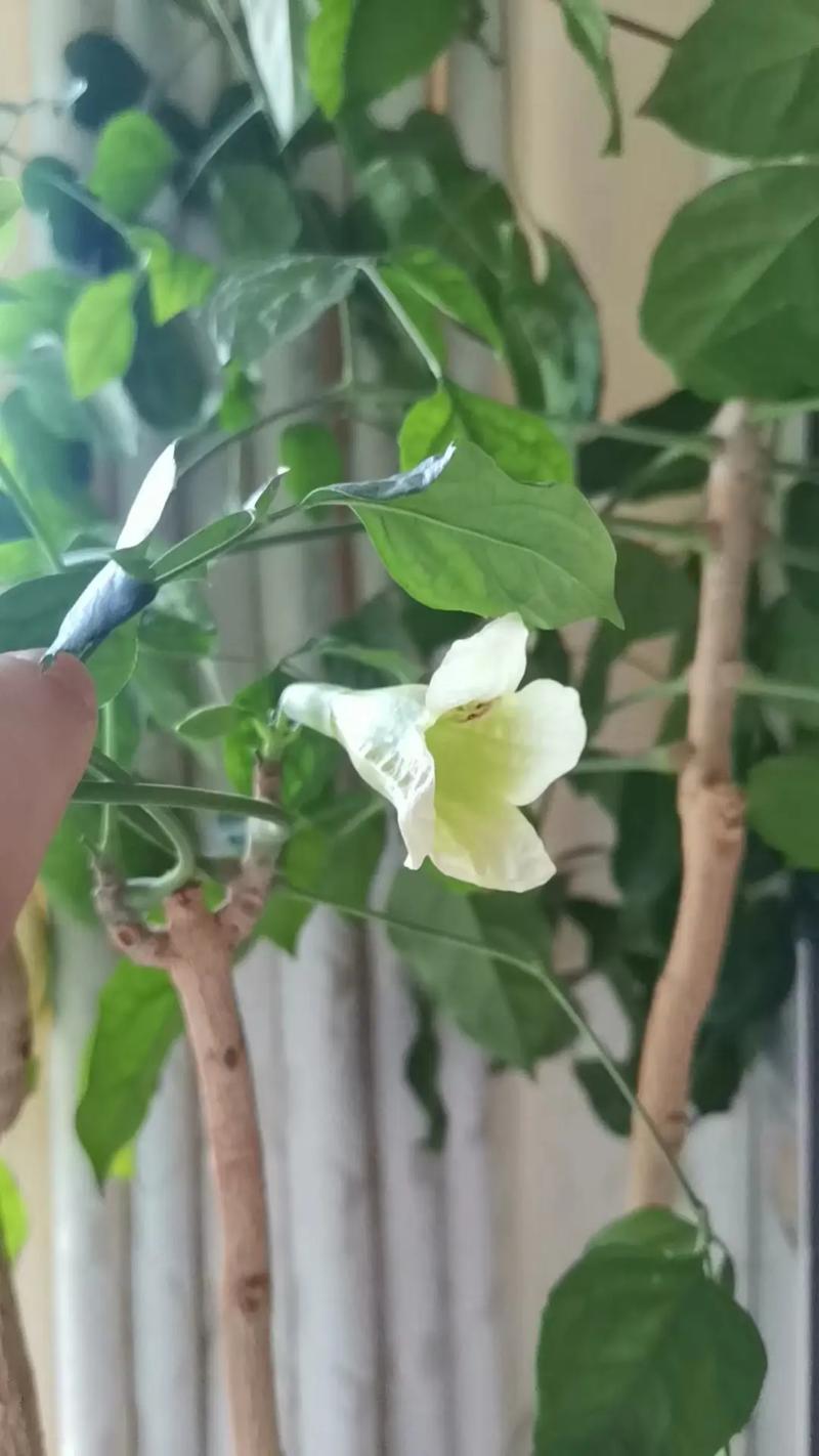 幸福树会开花吗，开花有什么预兆，幸福树开花吗幸福树开花什么预兆呢?-第3张图片-优品飞百科