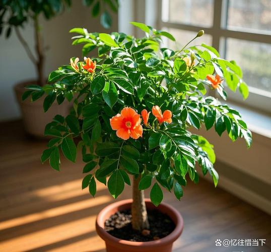 幸福树会开花吗，开花有什么预兆，幸福树开花吗幸福树开花什么预兆呢?-第4张图片-优品飞百科