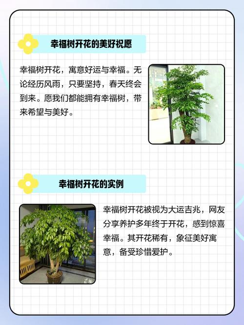 幸福树会开花吗，开花有什么预兆，幸福树开花吗幸福树开花什么预兆呢?-第5张图片-优品飞百科