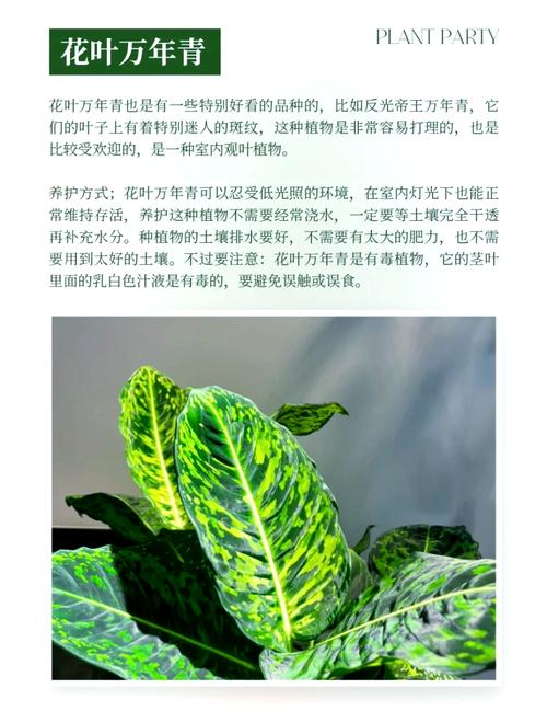 养万年青中毒了怎么办,万年青养在家里有毒吗-第1张图片-优品飞百科 养万年青中毒了怎么办,万年青养在家里有毒吗-第1张图片-优品飞百科