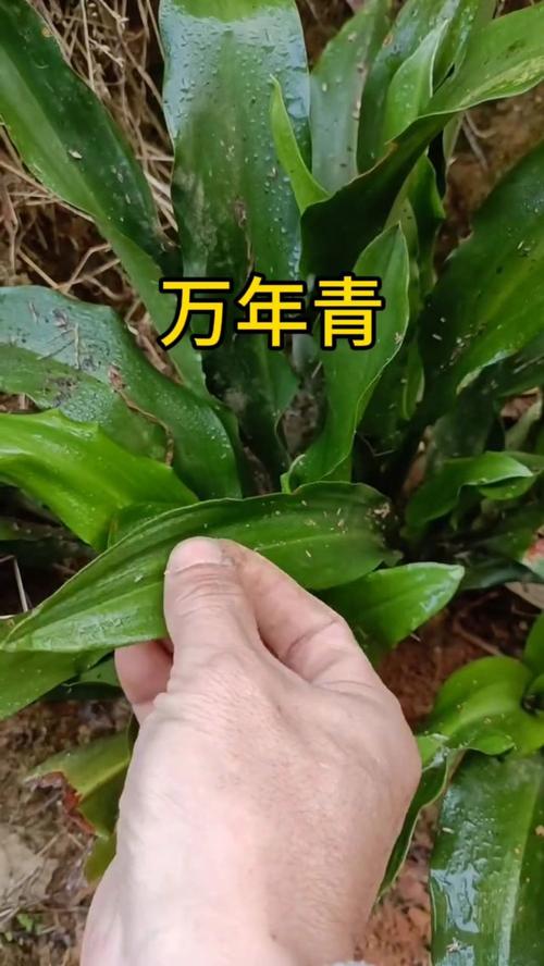 养万年青中毒了怎么办,万年青养在家里有毒吗-第2张图片-优品飞百科 养万年青中毒了怎么办,万年青养在家里有毒吗-第2张图片-优品飞百科