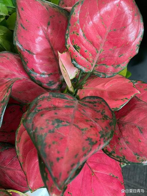 养万年青中毒了怎么办,万年青养在家里有毒吗-第3张图片-优品飞百科 养万年青中毒了怎么办,万年青养在家里有毒吗-第3张图片-优品飞百科