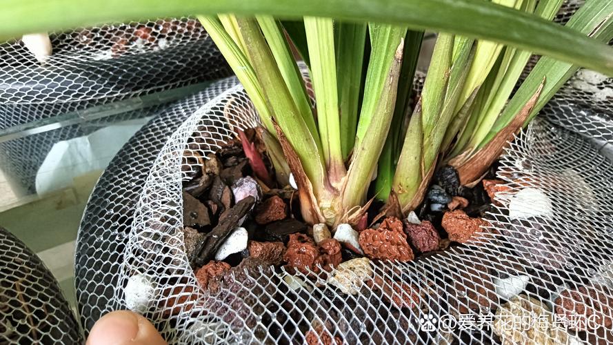 兰花可以施饼肥吗，饼肥水可以浇兰花吗，饼肥水浇兰花的优缺点？-第2张图片-优品飞百科