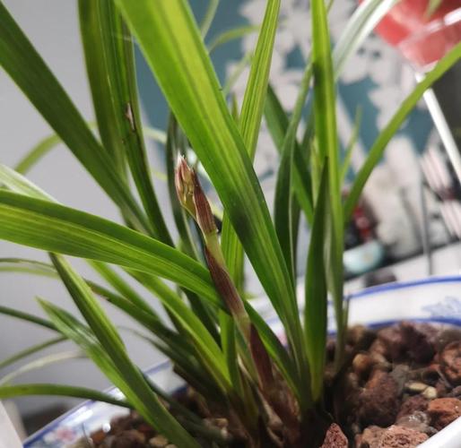 兰花可以施饼肥吗，饼肥水可以浇兰花吗，饼肥水浇兰花的优缺点？-第3张图片-优品飞百科