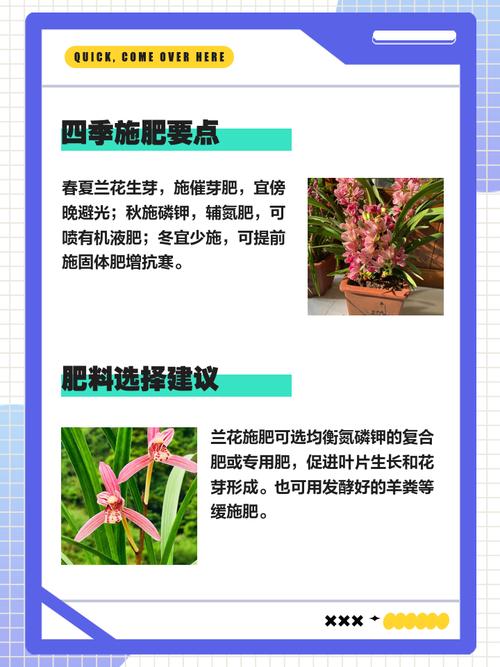 兰花可以施饼肥吗，饼肥水可以浇兰花吗，饼肥水浇兰花的优缺点？-第5张图片-优品飞百科