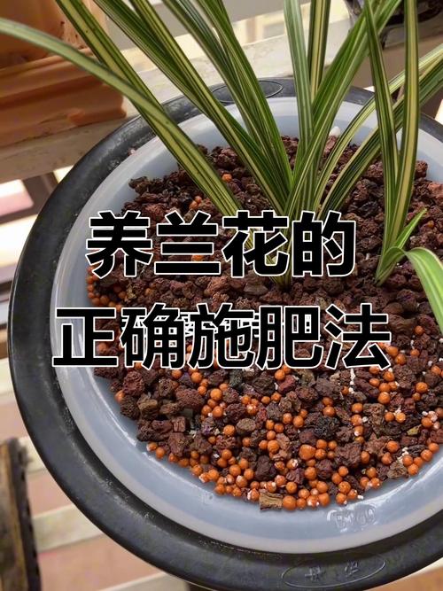 兰花可以施饼肥吗，饼肥水可以浇兰花吗，饼肥水浇兰花的优缺点？-第6张图片-优品飞百科