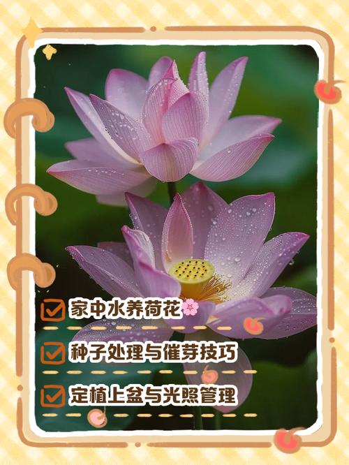 荷花象征什么，家里为什么不能养荷花？家里养荷花风水学？-第1张图片-优品飞百科