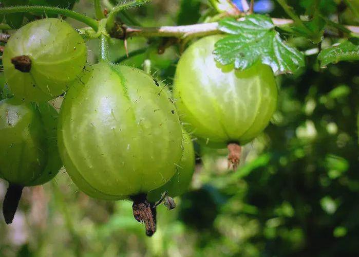 鹅莓的功效和作用，鹅莓百科-第1张图片-优品飞百科