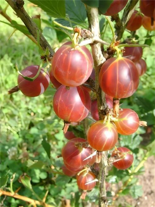 鹅莓的功效和作用，鹅莓百科-第3张图片-优品飞百科