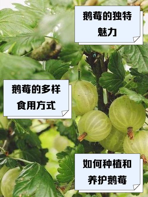 鹅莓的功效和作用，鹅莓百科-第4张图片-优品飞百科
