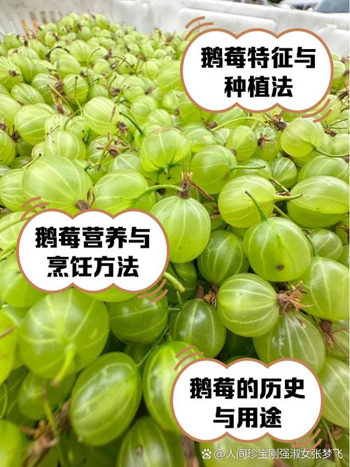 鹅莓的功效和作用，鹅莓百科-第5张图片-优品飞百科