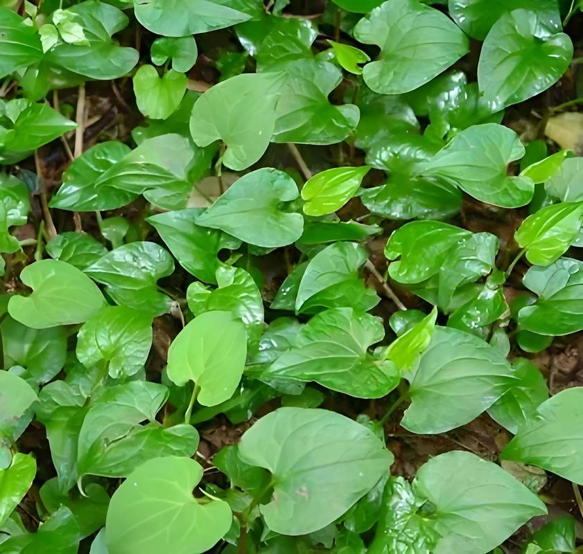 鱼腥草的几个别名，鱼腥草有几个品种，鱼腥草的种类-第1张图片-优品飞百科