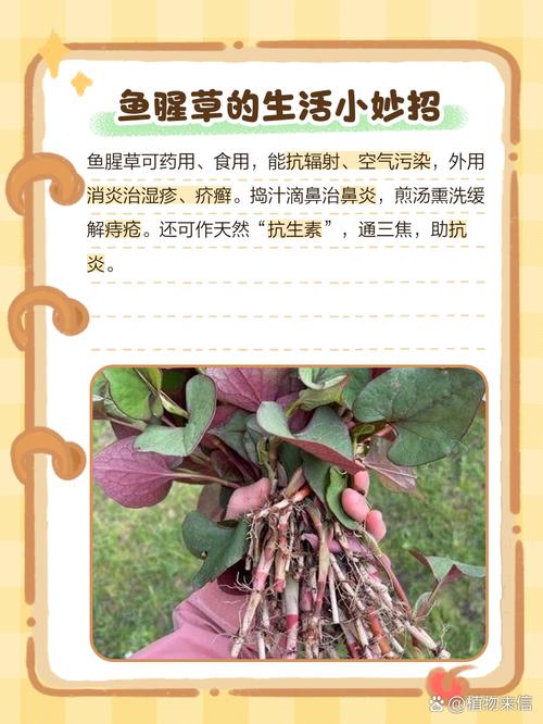 鱼腥草的几个别名，鱼腥草有几个品种，鱼腥草的种类-第2张图片-优品飞百科