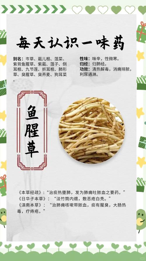 鱼腥草的几个别名，鱼腥草有几个品种，鱼腥草的种类-第3张图片-优品飞百科