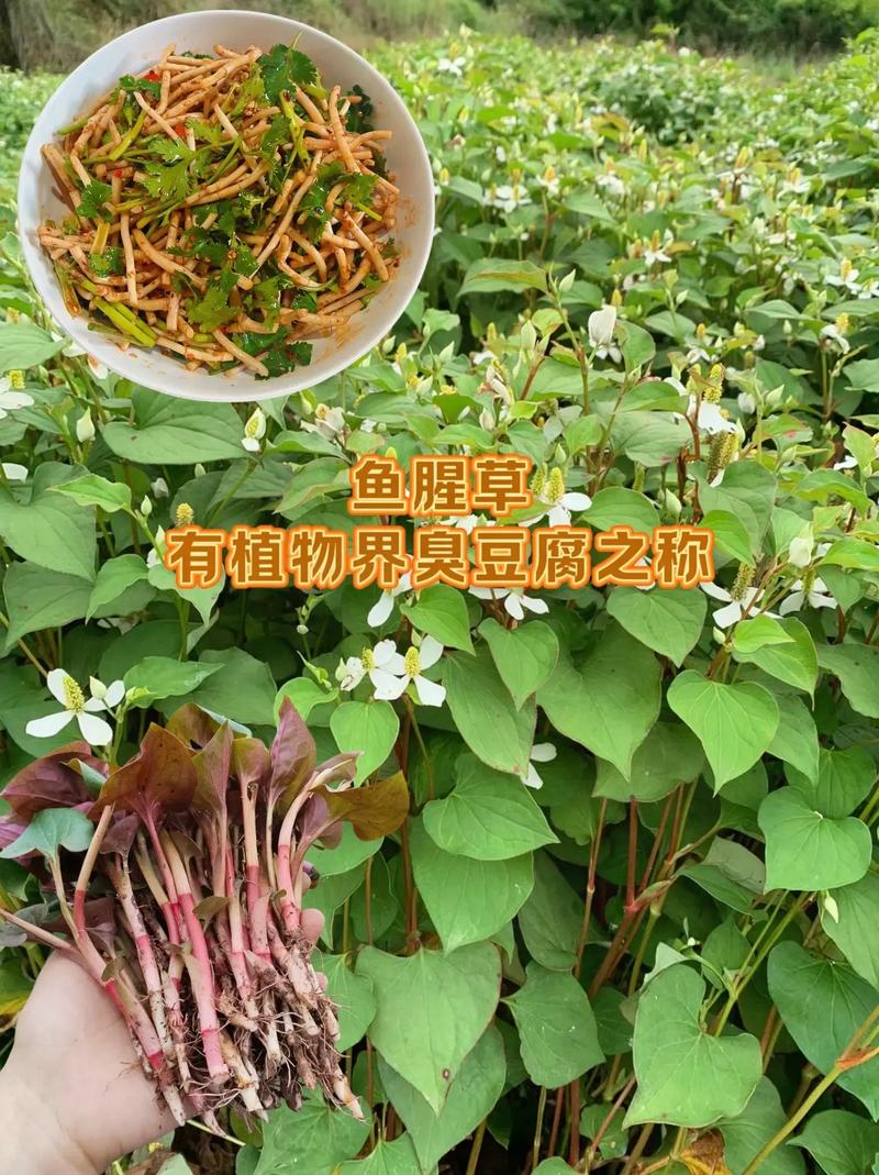 鱼腥草的几个别名，鱼腥草有几个品种，鱼腥草的种类-第4张图片-优品飞百科