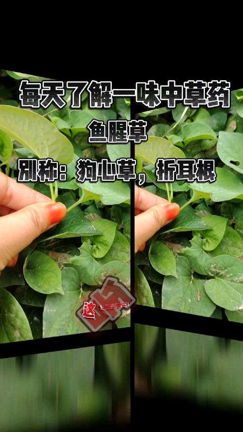 鱼腥草的几个别名，鱼腥草有几个品种，鱼腥草的种类-第5张图片-优品飞百科