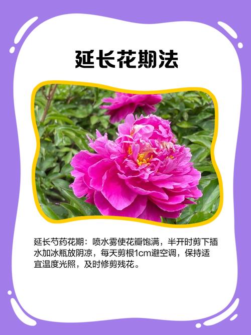 芍药有毒吗，芍药可以在室内养吗？芍药花有毒吗可以在家养吗?？-第4张图片-优品飞百科