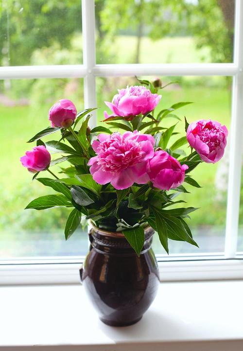 芍药有毒吗，芍药可以在室内养吗？芍药花有毒吗可以在家养吗?？-第3张图片-优品飞百科