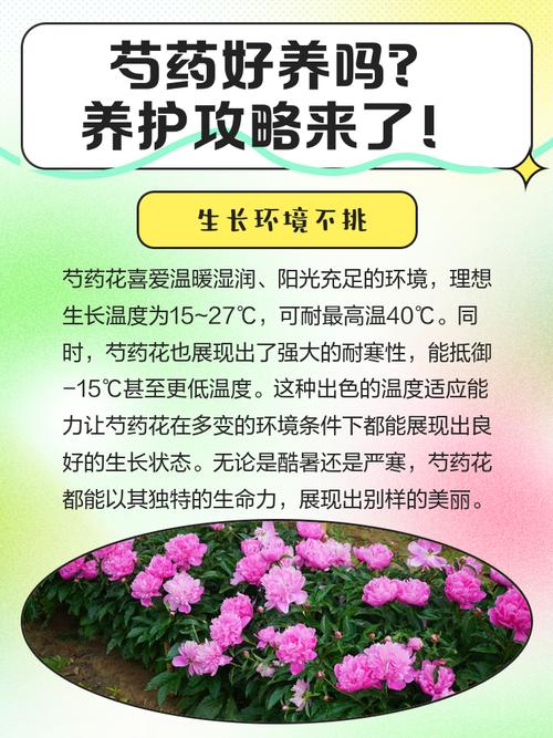 芍药有毒吗，芍药可以在室内养吗？芍药花有毒吗可以在家养吗?？-第6张图片-优品飞百科