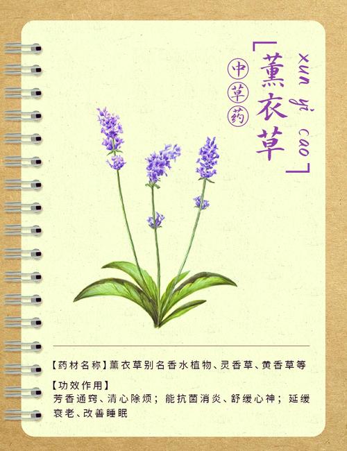 薰衣草用药有哪些作用,薰衣草有什么作用?-第3张图片-优品飞百科 薰衣草用药有哪些作用,薰衣草有什么作用?-第3张图片-优品飞百科