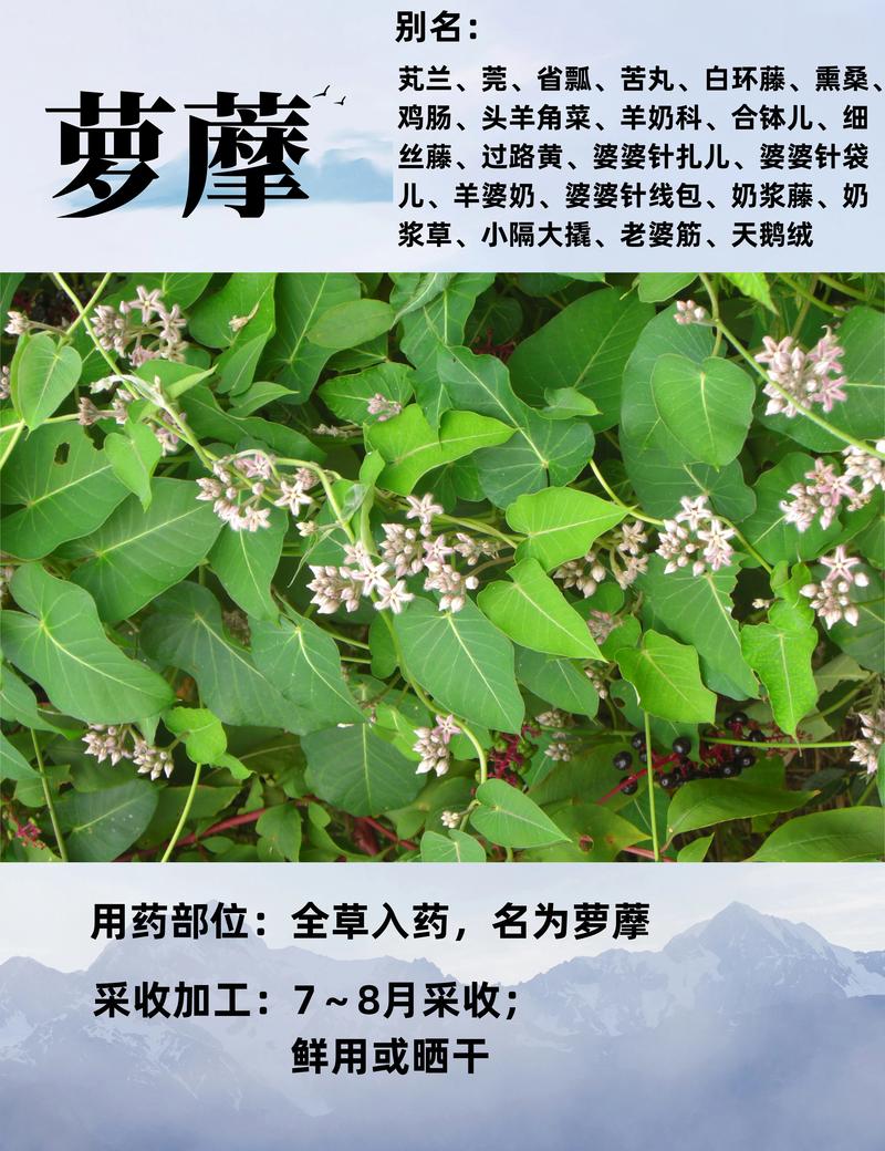 薰衣草用药有哪些作用,薰衣草有什么作用?-第5张图片-优品飞百科 薰衣草用药有哪些作用,薰衣草有什么作用?-第5张图片-优品飞百科