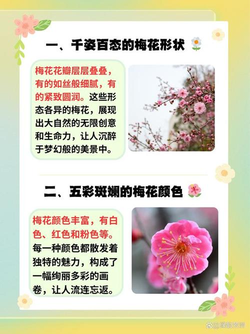 梅花的特点，梅花图片，梅花的特征是什么样的？