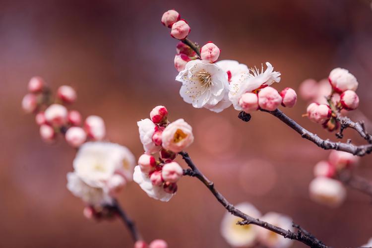 梅花的特点，梅花图片，梅花的特征是什么样的？-第2张图片-优品飞百科