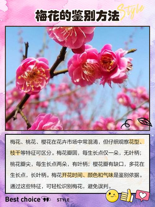梅花的特点，梅花图片，梅花的特征是什么样的？-第3张图片-优品飞百科