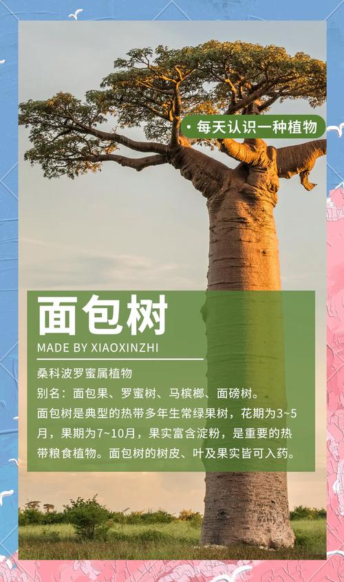 面包树的主要价值，面包树是什么样的植物?？-第2张图片-优品飞百科