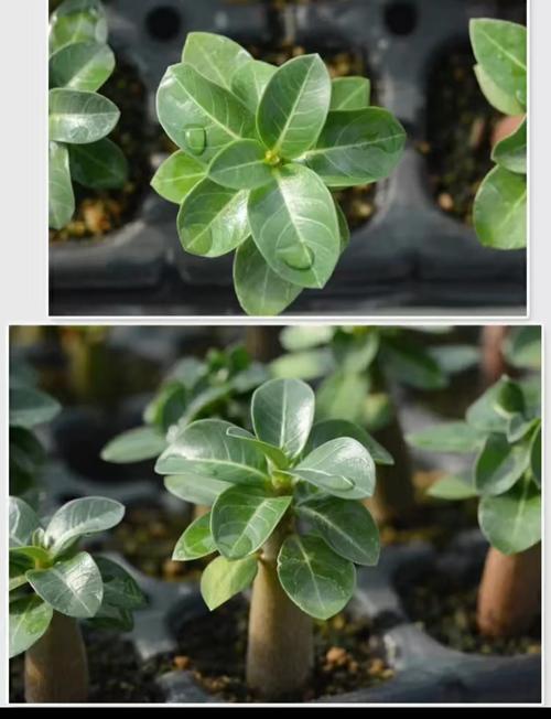 面包树的主要价值，面包树是什么样的植物?？-第3张图片-优品飞百科