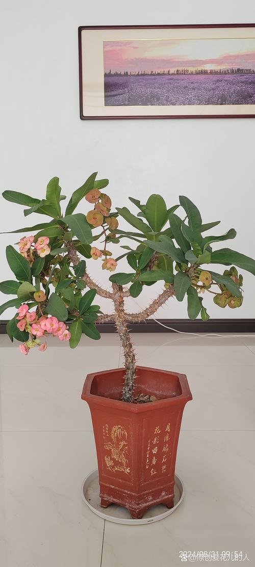 虎刺梅有毒吗，虎刺梅是凶树还是吉树-第2张图片-优品飞百科