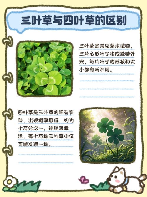 白车轴草和苜蓿草的区别，白车轴草是否四叶草？白车轴草特征？-第1张图片-优品飞百科