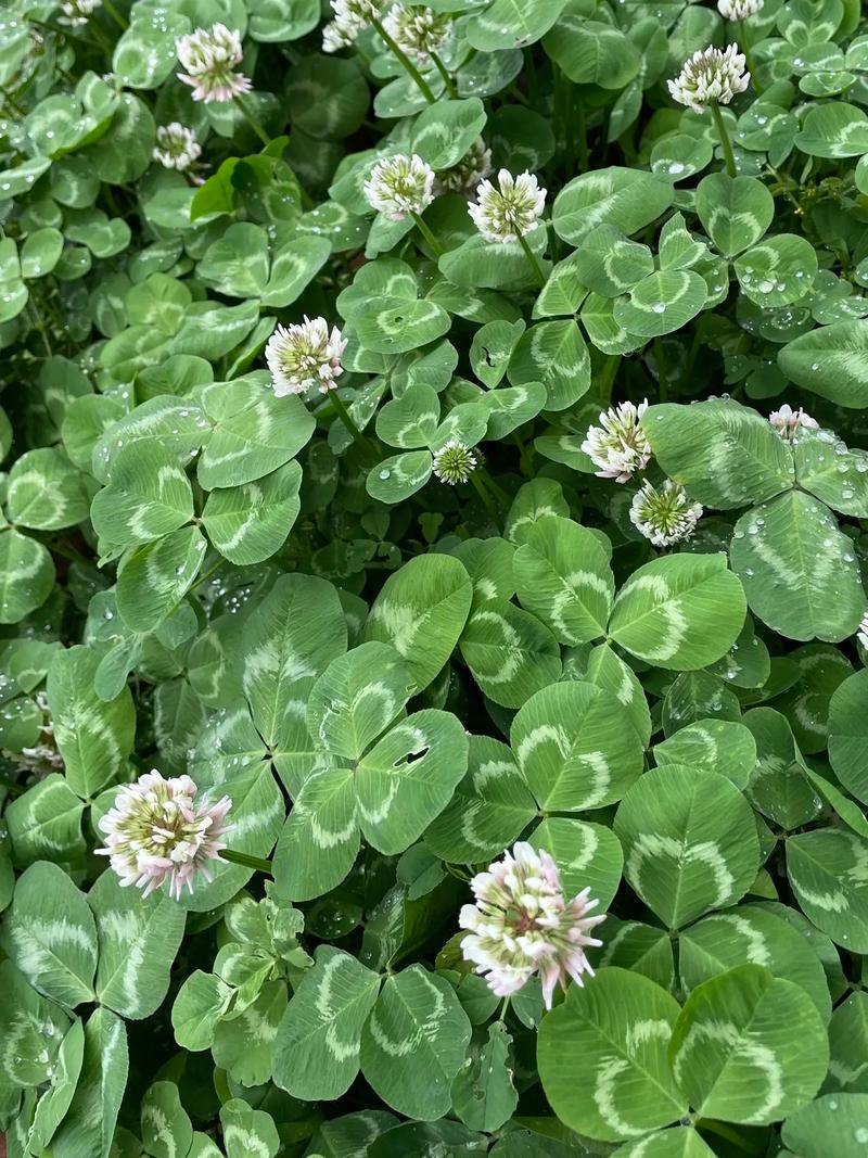 白车轴草和苜蓿草的区别，白车轴草是否四叶草？白车轴草特征？-第2张图片-优品飞百科